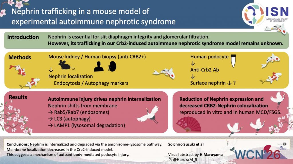 Nephrin trafficking in a mouse model of experimental autoimmune nephrotic syndrome