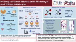 Proximity Interaction Networks of the Rho-family of small GTPases in Podocytes.