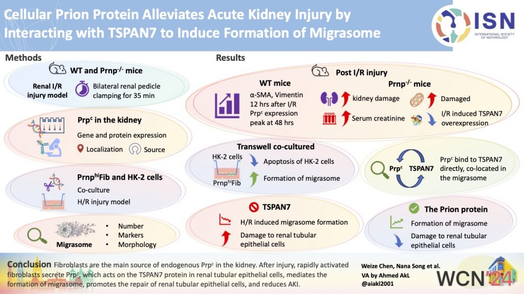Cellular Prion Protein Alleviates Acute Kidney Injury by Interacting with TSPAN7 to Induce Formation of Migrasome