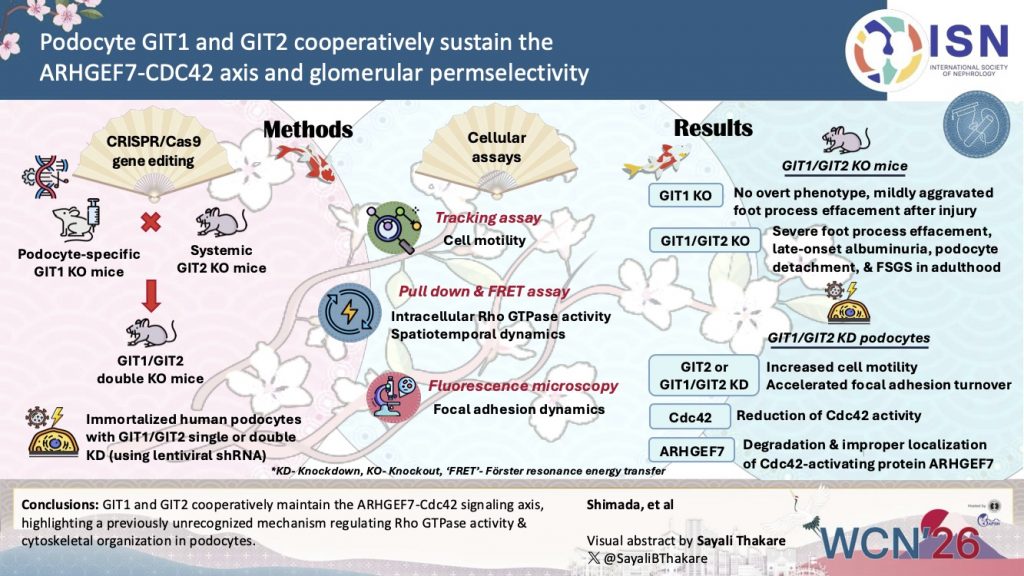 Podocyte GIT1 and GIT2 cooperatively sustain the ARHGEF7-CDC42 axis and glomerular permselectivity