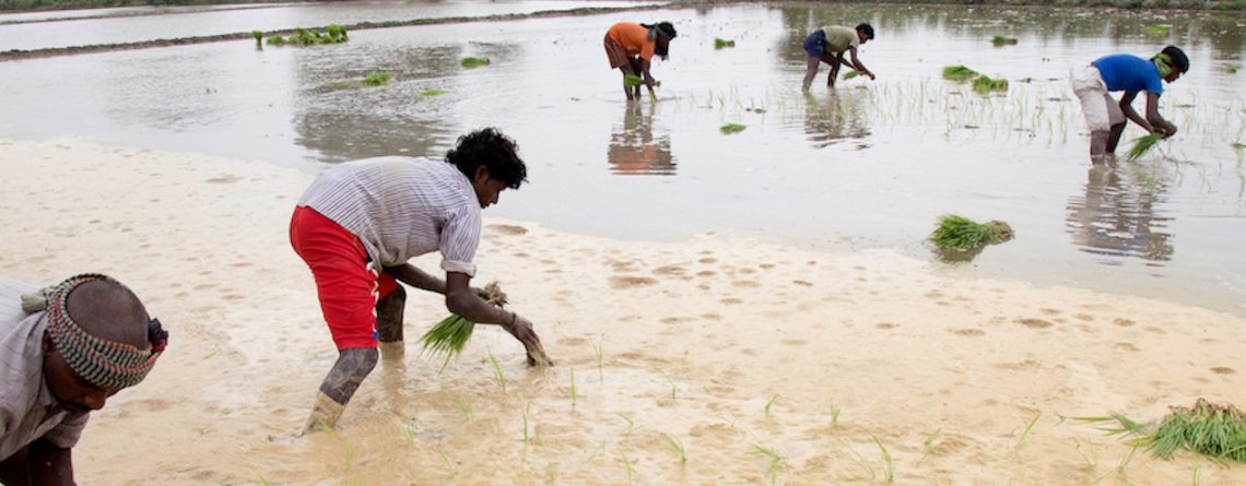 Learn about the ISN CKDu Observatory