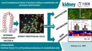 Local Complement Factor H Protects Kidney Endothelial Cell Structure and Function