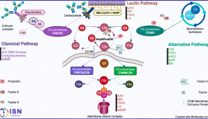 Intro to Complement System Infographic Intro to Complement System Infographic