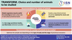 Choice and number of animals to be studied